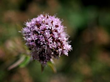 Marjolein oregano