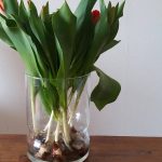 tulpen met bol