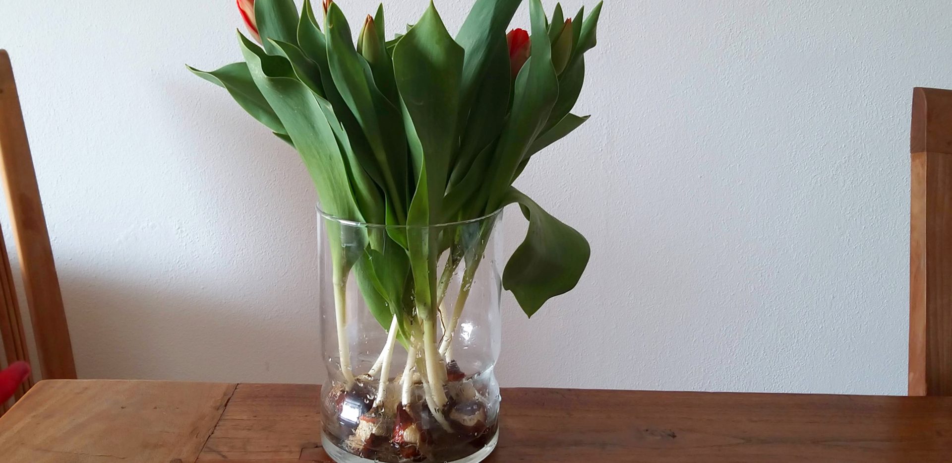 tulpen met bol