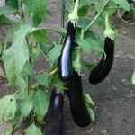 Aubergineplant