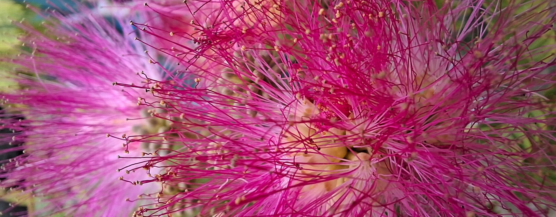 Perzische slaapboom