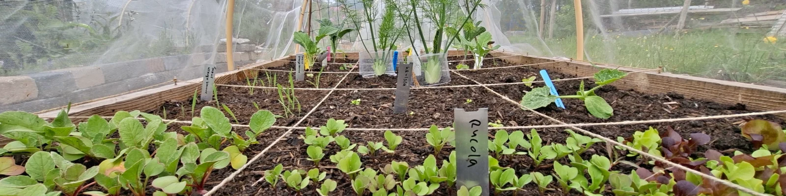 moestuin-bakken 2025